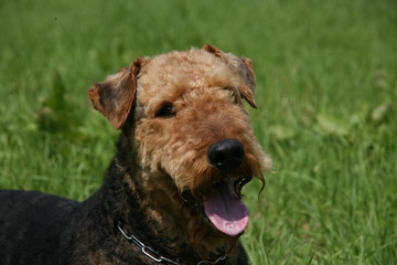 Airedale-Terrier
