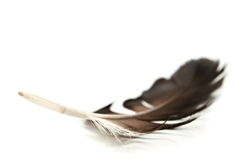 feather