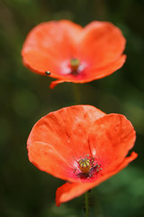 Coquelicots