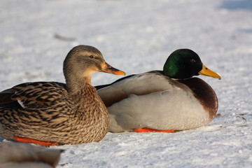 Canard colvert male et femelle