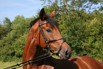 Obraz premium Brauner