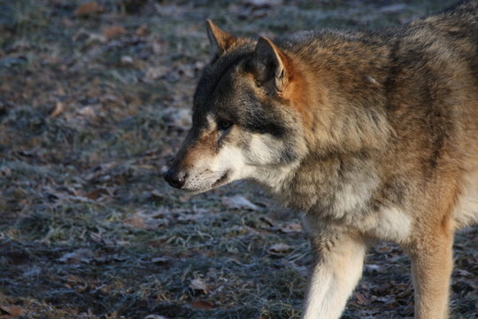 Eurasischer Wolf