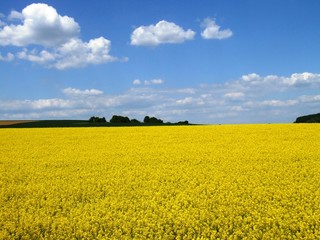 Rapefield