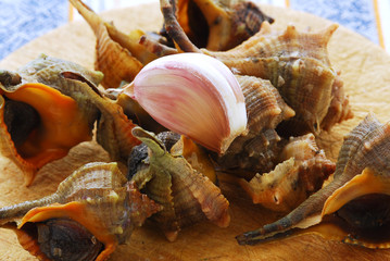 Murice spinoso - Garusoli