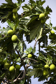 breadfruit tree in jungle rural nicaragua food