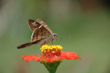 Potrillo Skipper - (Cabares potrillo)