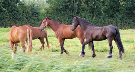 Fototapeta premium A small herd of horses on the grasland in the Netherlands