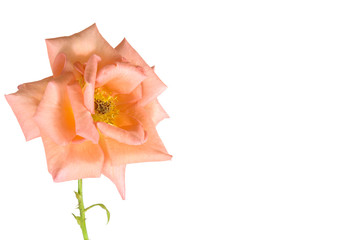 show of love - apricot pink rose