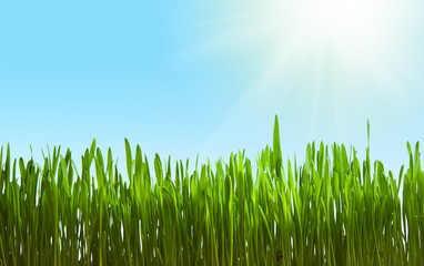 Fototapeta premium Grass in sunlight