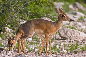 Kirk's Dik-Dik