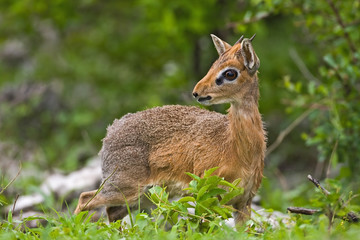 Kirk's Dik-Dik