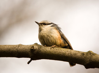 Fototapeta premium nuthatch