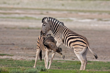 Fototapeta na wymiar Zebras fighting