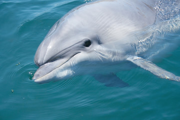 closeup bottlenosed dolphin head © Olexandr Kulichenko