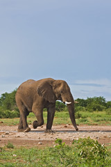 Obraz premium Elephant