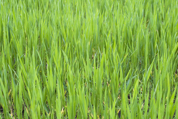 Fototapeta premium Green grass background