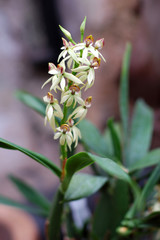 Small white orchids