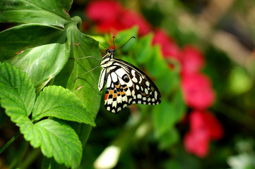 The tropical butterfly on green sheet