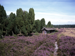 Lueneburger Heide