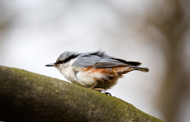 nuthatch close-up