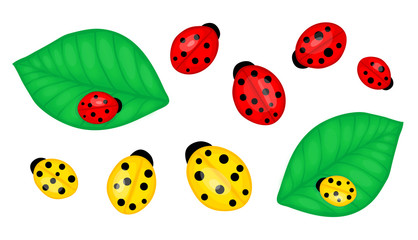 ladybirds