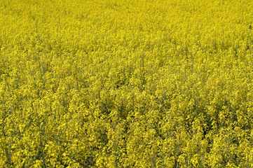 Blühendes Rapsfeld