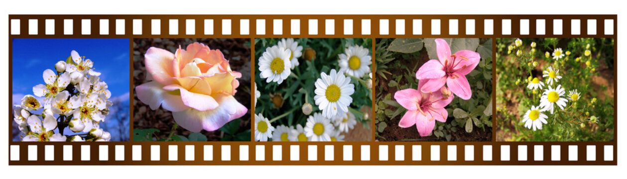 pellicola con fiori