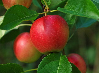 Red apple