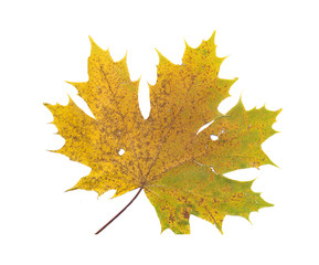 Full size photo of leaf isolated on white background