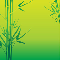 Bamboo background