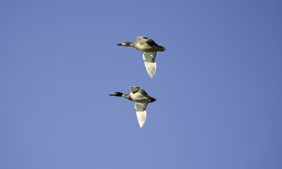 two ducks flying