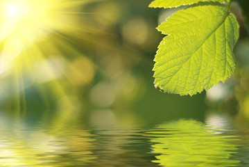 Fresh green leaf highlighted by sun.