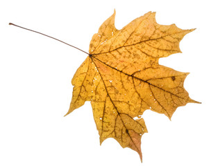 holy fall leaf