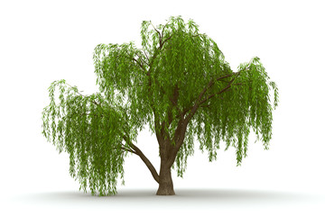 3d green tree weeping willow isolate - obrazy, fototapety, plakaty