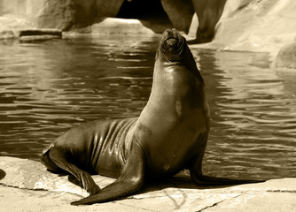 Fototapeta premium sea-lion