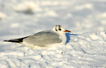 Möwe im Schnee