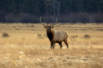 Wild Elk in the Rocky Mountains National Park