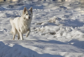 Obraz premium Weisser Schäferhund