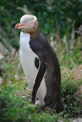 Gelbaugen Pinguin