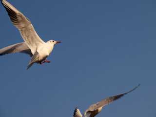 Möwen im Flug
