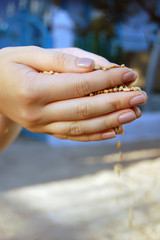 seed in women hands