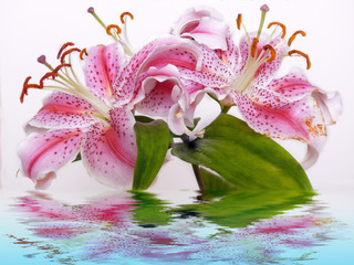 Wellness,Lilie © Swetlana Wall