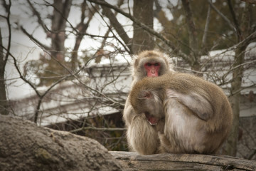 Japanese Macaque Grooming