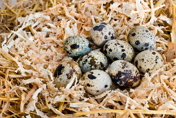 Obraz premium Wachtel-Nest mit Eiern