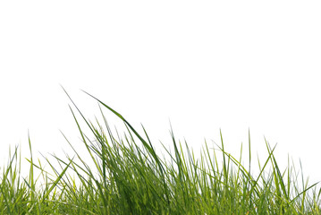 Obraz premium Gras