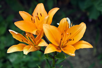 Fototapeta premium Orange lily
