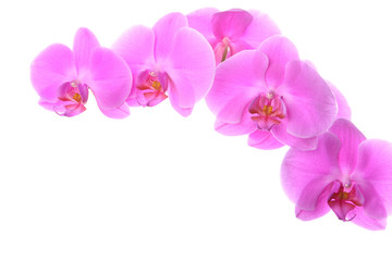Naklejka na ściany i meble kwiat orchidei