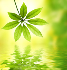 Fototapeta na wymiar Green leaf reflected in water