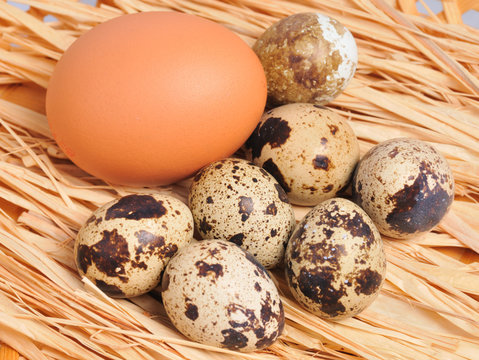 seven spotted eggs with one yellow egg