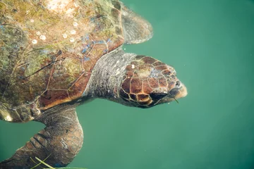 Stickers pour porte Tortue Giant sea turtle